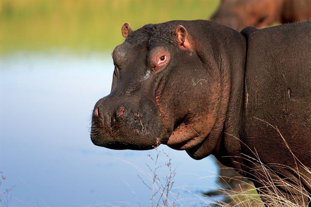 Lalibela Game Reserve - Kichaka Lodge Paterson Dış mekan fotoğraf