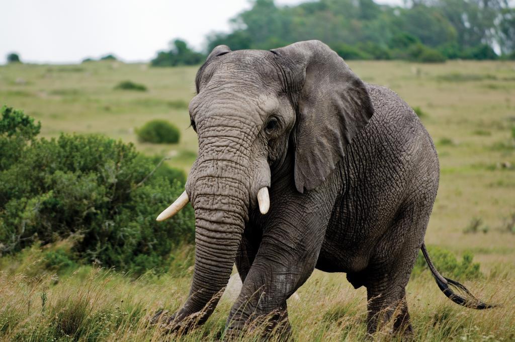 Lalibela Game Reserve - Kichaka Lodge Paterson Dış mekan fotoğraf