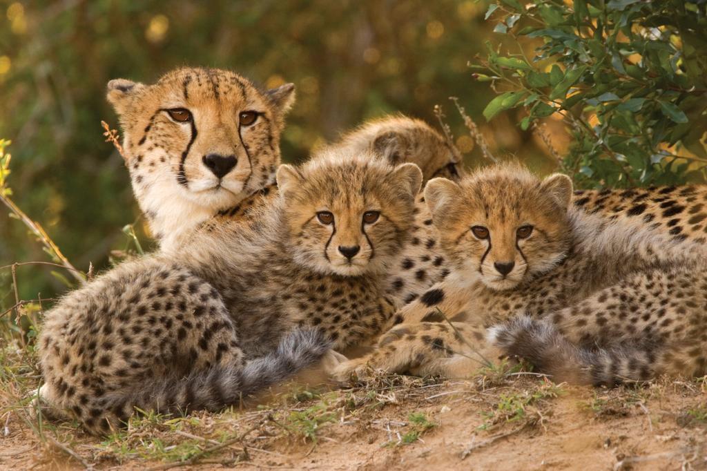 Lalibela Game Reserve - Kichaka Lodge Paterson Dış mekan fotoğraf