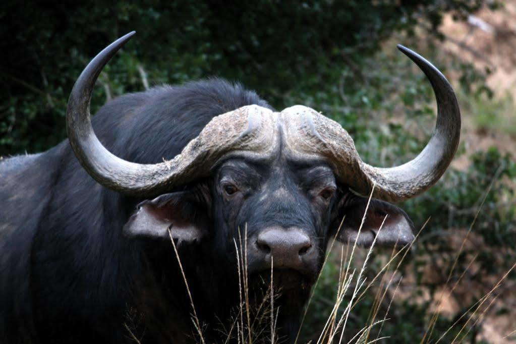 Lalibela Game Reserve - Kichaka Lodge Paterson Dış mekan fotoğraf