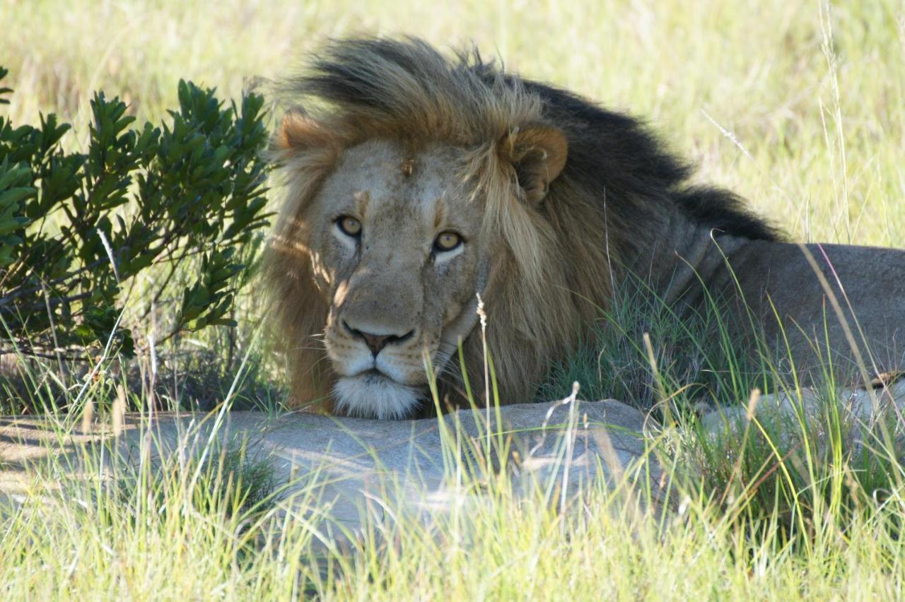 Lalibela Game Reserve - Kichaka Lodge Paterson Dış mekan fotoğraf