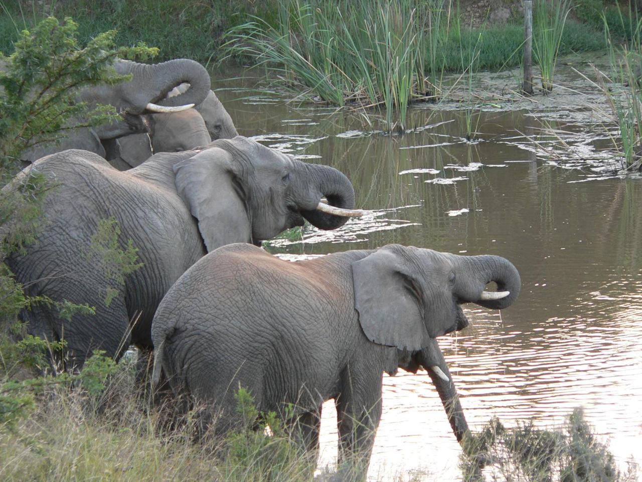 Lalibela Game Reserve - Kichaka Lodge Paterson Dış mekan fotoğraf