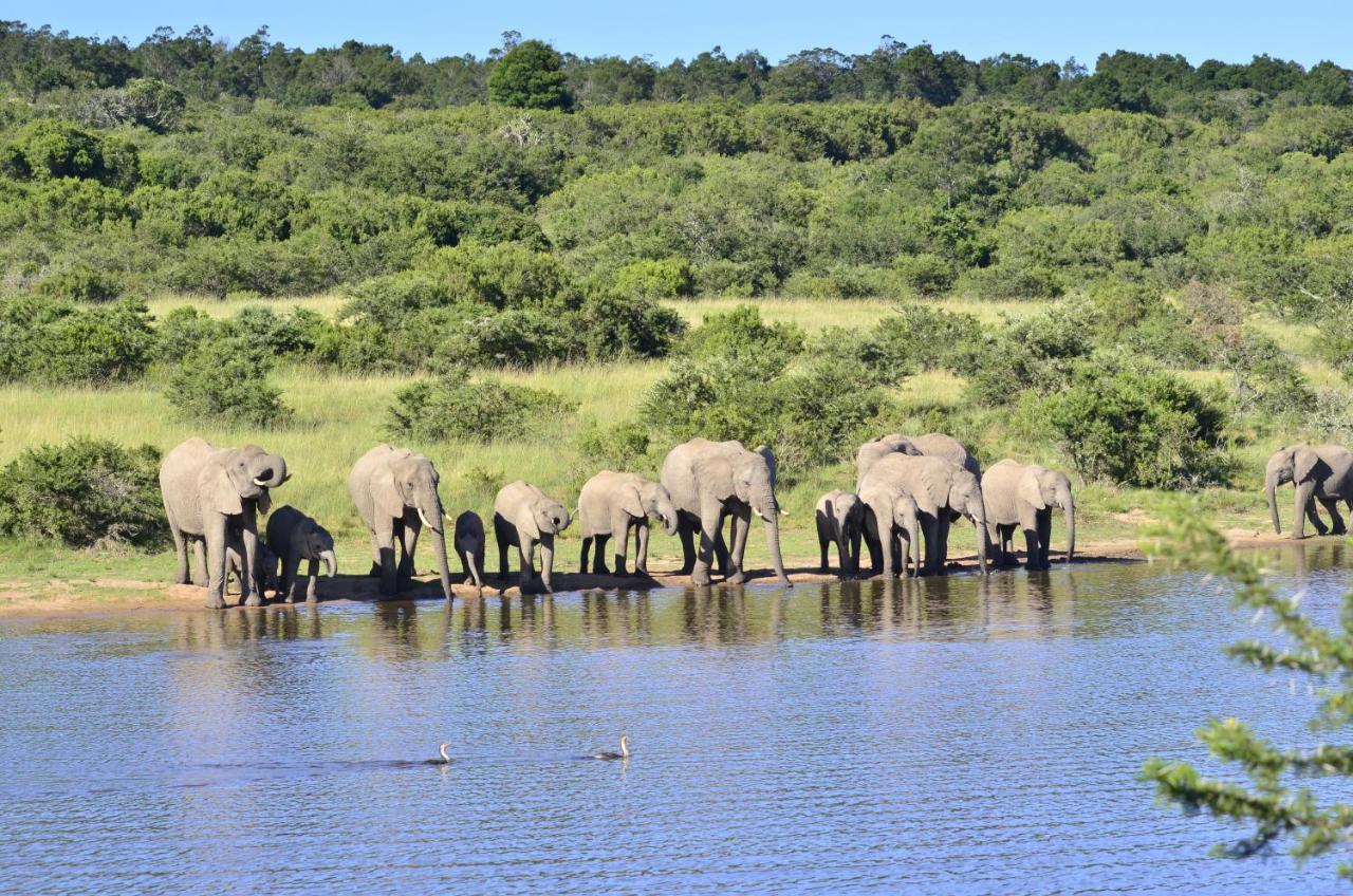 Lalibela Game Reserve - Kichaka Lodge Paterson Dış mekan fotoğraf