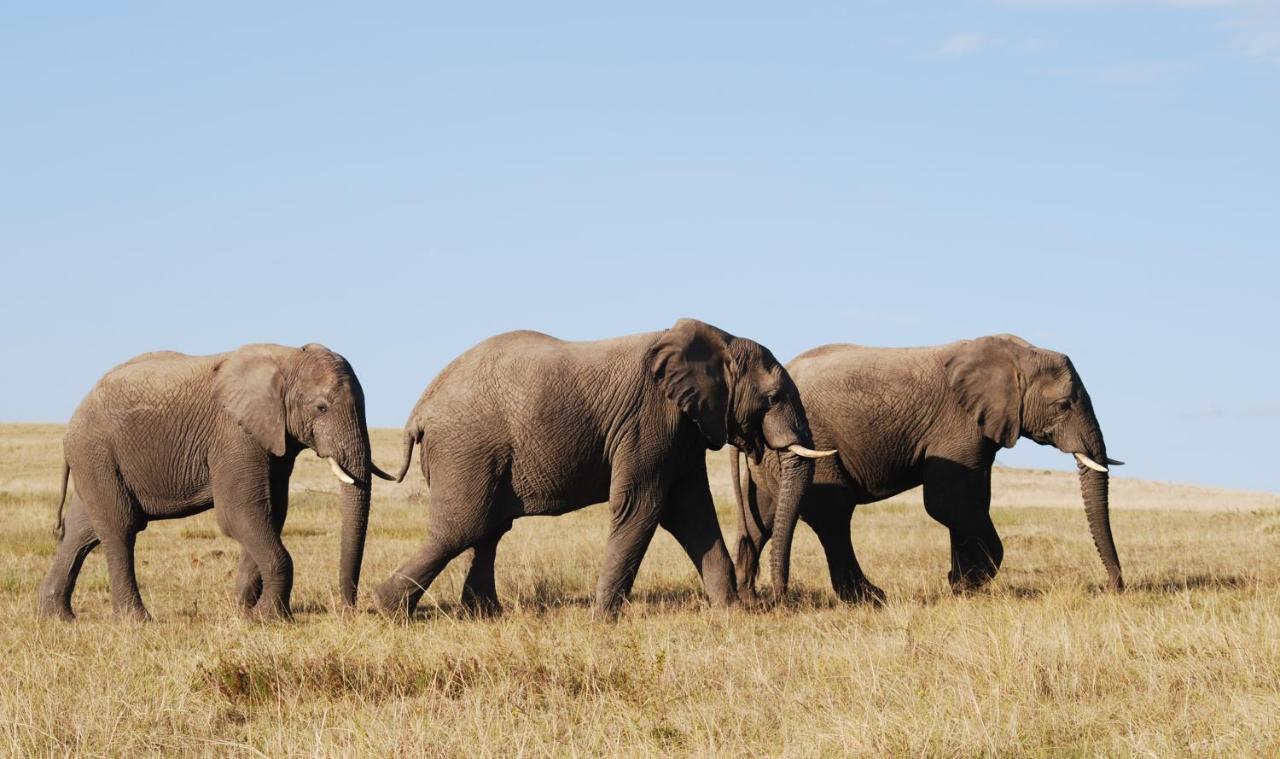 Lalibela Game Reserve - Kichaka Lodge Paterson Dış mekan fotoğraf