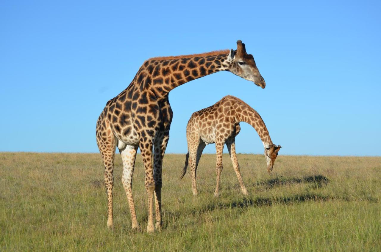Lalibela Game Reserve - Kichaka Lodge Paterson Dış mekan fotoğraf