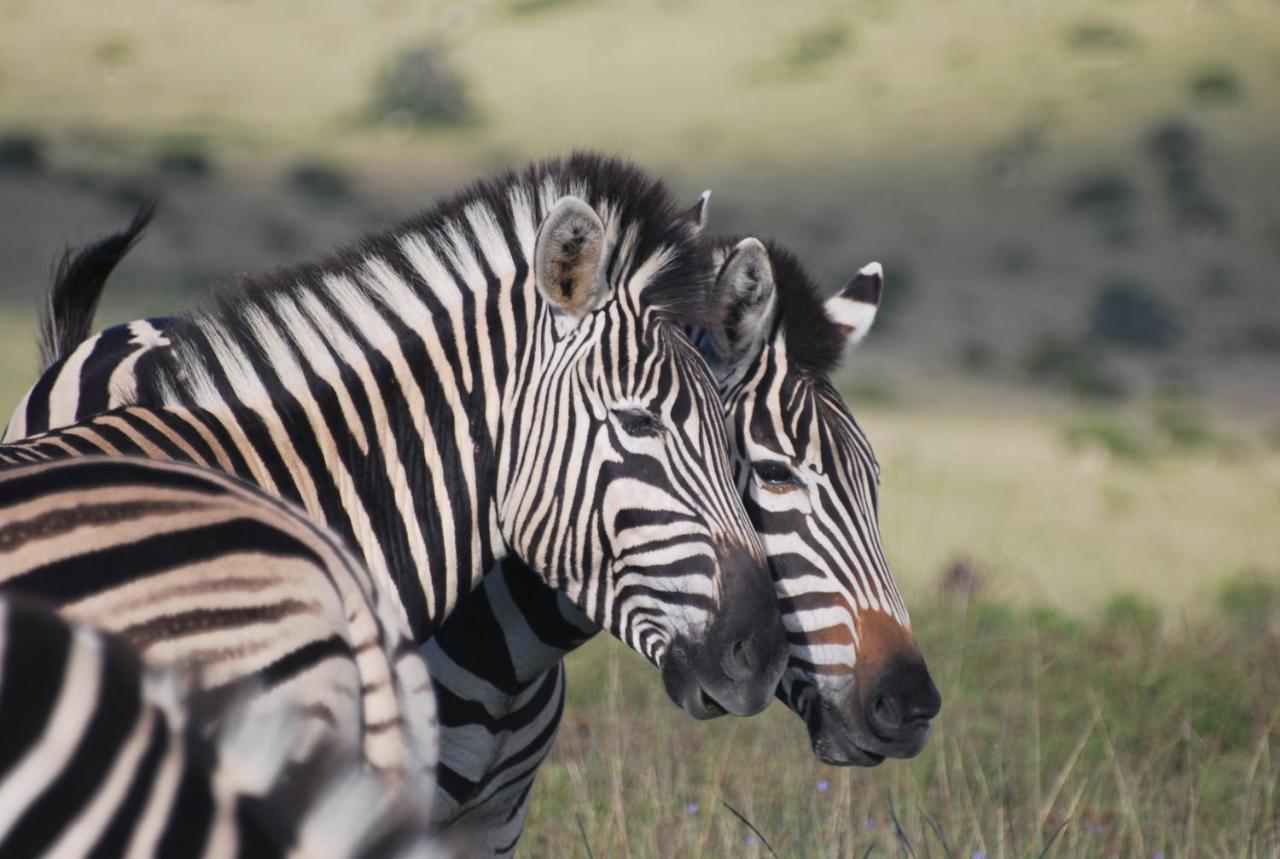 Lalibela Game Reserve - Kichaka Lodge Paterson Dış mekan fotoğraf
