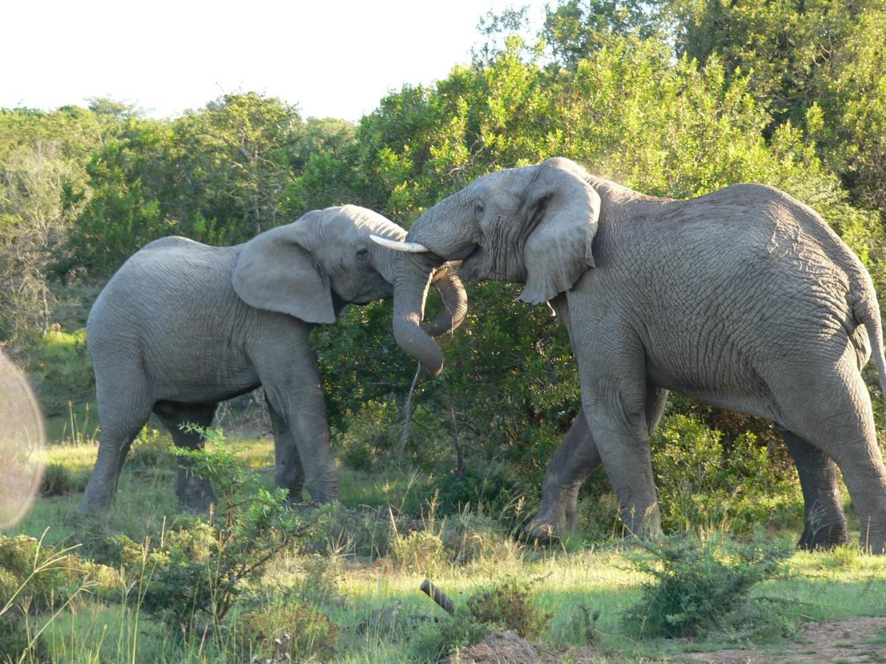 Lalibela Game Reserve - Kichaka Lodge Paterson Dış mekan fotoğraf