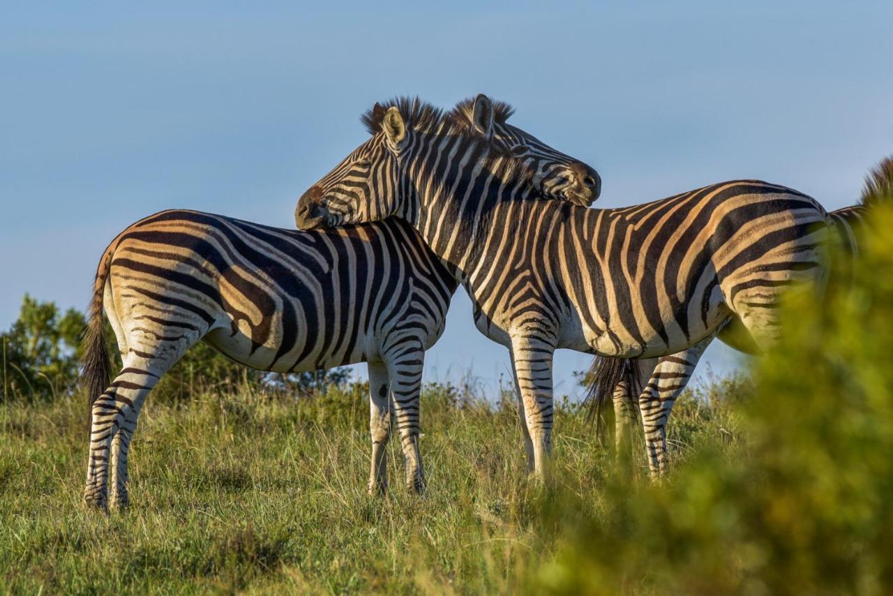Lalibela Game Reserve - Kichaka Lodge Paterson Dış mekan fotoğraf