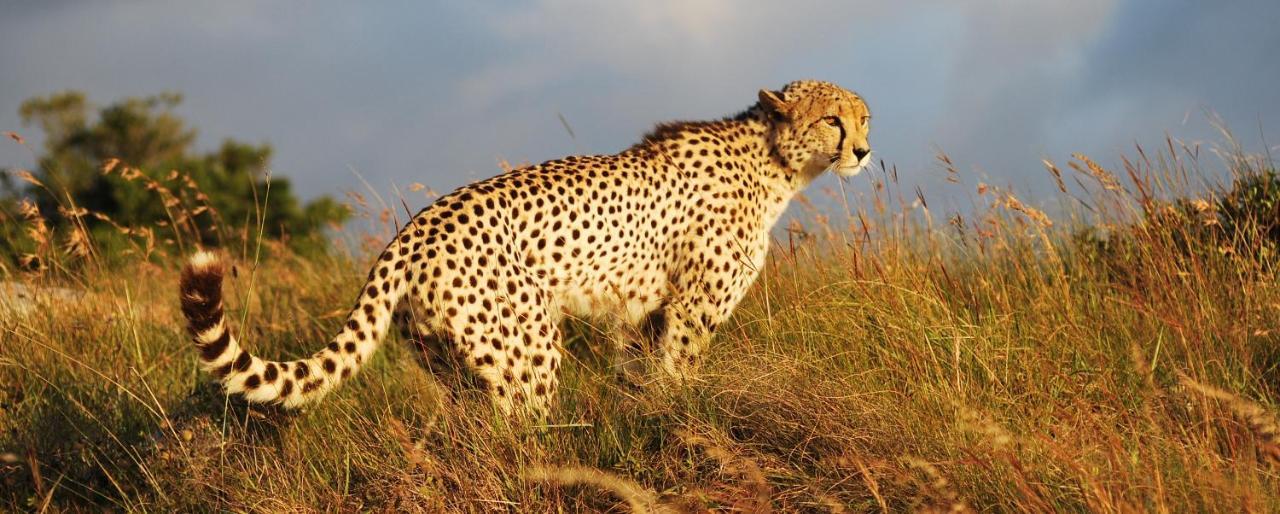 Lalibela Game Reserve - Kichaka Lodge Paterson Dış mekan fotoğraf