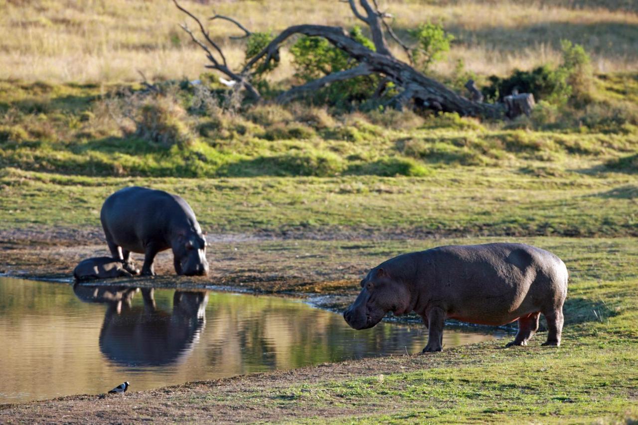Lalibela Game Reserve - Kichaka Lodge Paterson Dış mekan fotoğraf