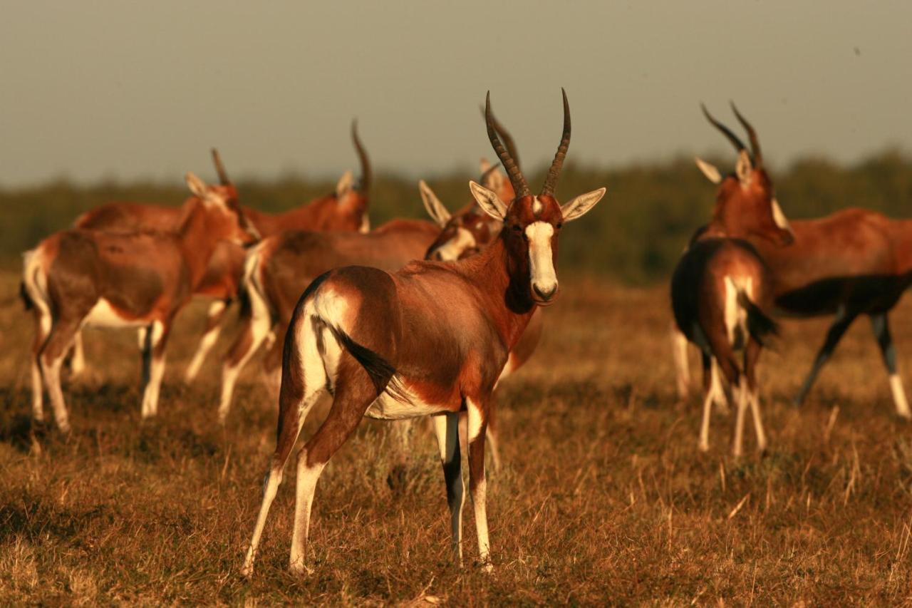 Lalibela Game Reserve - Kichaka Lodge Paterson Dış mekan fotoğraf